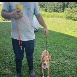 Jill - Australian Kelpie