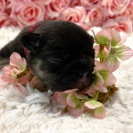 Eva - French Bulldog