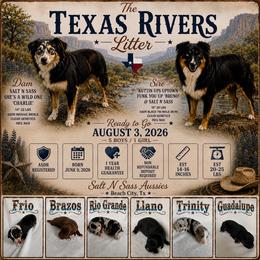 Australian Shepherd puppies from Salt N Sass Aussies