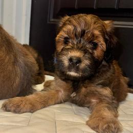 Blue - Brown male Whoodle puppy in Haughton, Louisiana from Bailey’s Cajun Canines