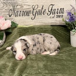 Levi - White and blue merle male Border Collie puppy in Moody, Texas from Narrow Gate Farm
