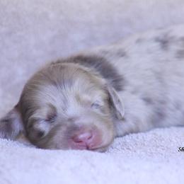Gucci - Dapple male Dachshund puppy in Murray, Kentucky from Shadow Ridge Farms