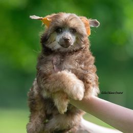 Chinese Crested Puppies from Qilin Chinese Crested