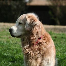 Golden Retrievers from Good Life Goldens, LLC
