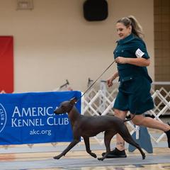 "Happy girl in the ring " Peruvian Inca Orchid All Grown Up from Calypso Kennel