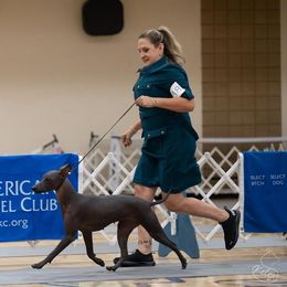 "Happy girl in the ring " Peruvian Inca Orchid All Grown Up from Calypso Kennel