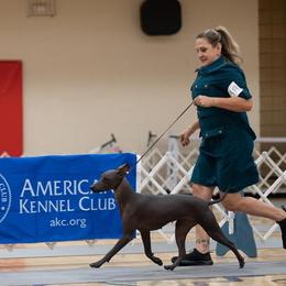 "Happy girl in the ring " Peruvian Inca Orchid All Grown Up from Calypso Kennel