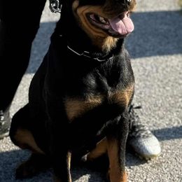 Sasha - Rottweiler