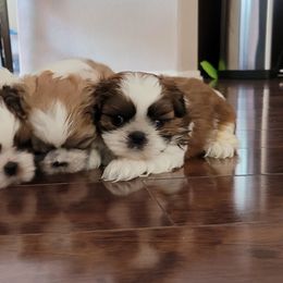 Shih Tzu Puppies from ShihTzuki Pups