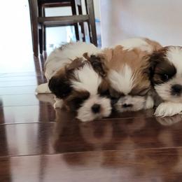 Shih Tzu Puppies from ShihTzuki Pups