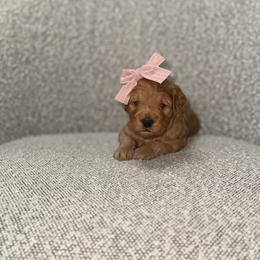 Juniper - Red  female Goldendoodle puppy in Layton, Utah from Gracious Doodle Dogs