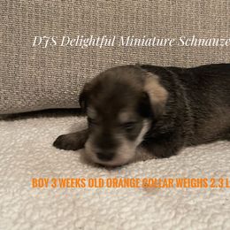 Boy 2 - Salt and pepper Miniature Schnauzer puppy in New Bern, North Carolina from DJS Delightful Miniature Schnauzers