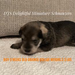 Boy 2 - Salt and pepper Miniature Schnauzer puppy in New Bern, North Carolina from DJS Delightful Miniature Schnauzers