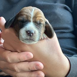 Female 5 - Mahogany and white female Basset Hound puppy in Lindley, New York from Hill Top Basset Hounds & Cane Corso