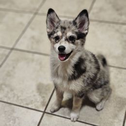 Petunia - Merle female Pomsky puppy in West Sacramento, California from Northern Cali Pomskies