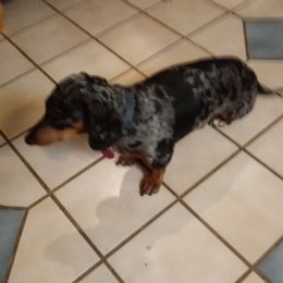 Dachshunds from Wilburn Dachshunds