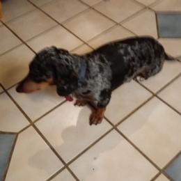 Dachshunds from Wilburn Dachshunds