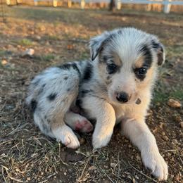 Boy 3 - male Border Collie puppy in Austin, Texas from Abundant Life Ranch Border Collies