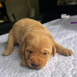 Purple boy - Yellow male Labrador Retriever puppy in Monticello, Georgia from Hollow Meadows Retrievers