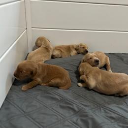 4th Pick - Golden female Golden Retriever puppy in Anaheim, California from Prim's Golden Retrievers