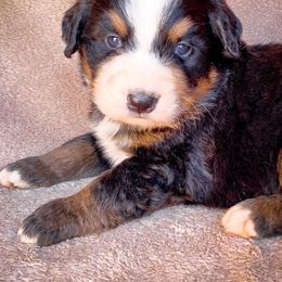 Bernedoodle, Bernese Mountain Dog, and Siberian Husky Puppies from Timberline Paws
