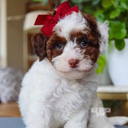 Lux - Brown and white female Bernedoodle puppy in Salado, Texas from Red Ranch Dogs