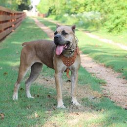 Princess - Cane Corso