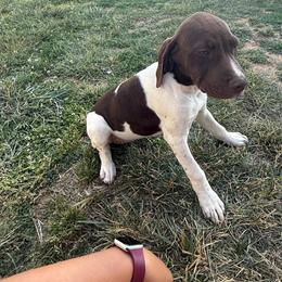 Orange - Liver and white female German Shorthaired Pointer puppy in Union Hall, Virginia from Rustic Creek Farms