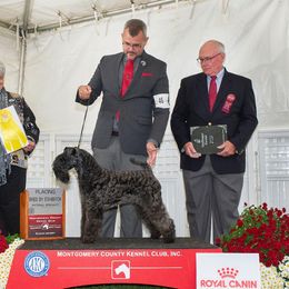 Kerry Blue Terrier All Grown Up from BlueAire