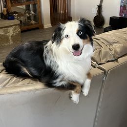 Lydia - Australian Shepherd