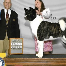 Akita from CJ's Sho-Me Akitas