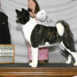Akita from CJ's Sho-Me Akitas