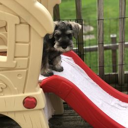Miniature Schnauzer Puppies from MoonShadows Miniature Schnauzers
