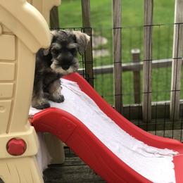 Miniature Schnauzer Puppies from MoonShadows Miniature Schnauzers