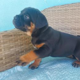 Cane Corso Puppies from Willow’s Meadow
