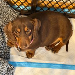 Zoey - Dachshund