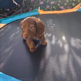 Ms. Comet price 2,250 - Brindle female Dachshund puppy in Bristol, Tennessee from It's Mini Wieners Baby