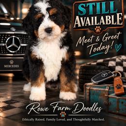 Mercedes - Tri-color female Bernedoodle puppy in Henry, Illinois from Rowe Farms Doodles