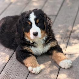 Bella - Tri-color female Bernese Mountain Dog puppy in New Haven, Indiana from Maumee Berners