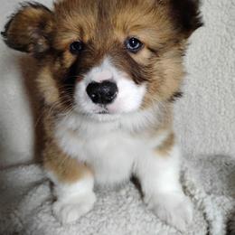 Fluffy Green Collar - Fawn male Pembroke Welsh Corgi puppy in Yelm, Washington from Tolbolton Creek Corgis