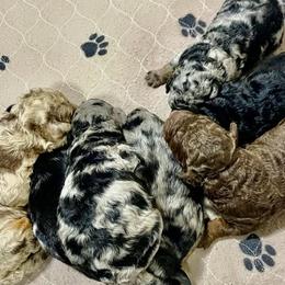 Aussiedoodle puppies from Deep Creek Mini Aussiedoodles