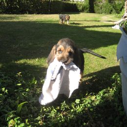 Otterhound Puppies from Blue Fairy Otterhounds