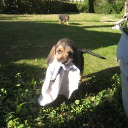 Otterhound Puppies from Blue Fairy Otterhounds