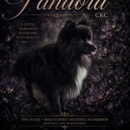 Panda - Pomeranian