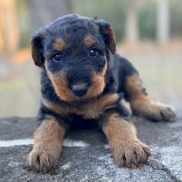 Miss Gray - Black and tan female Airedale Terrier puppy in Mooresville, North Carolina from Farm 55