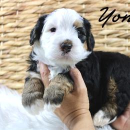 Yonkers - Tri-color male Bernedoodle puppy in Casa Grande, Arizona from AzDoodle Dandies