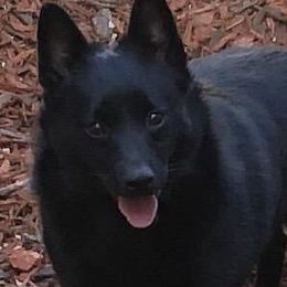 Schipperkes from D’or Cote