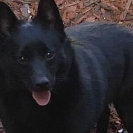 Schipperkes from D’or Cote
