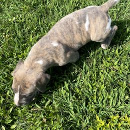 Great Dane Puppies from Virginia Great Danes