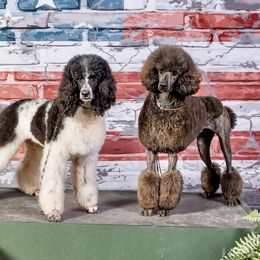 Poodle All Grown Up from Redmond Rose Kennels